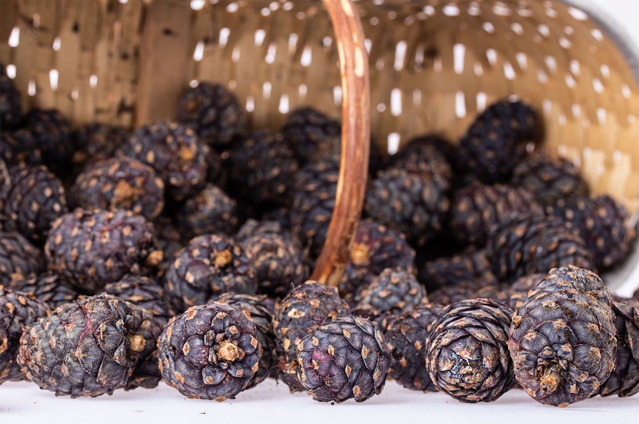swiss pine cone