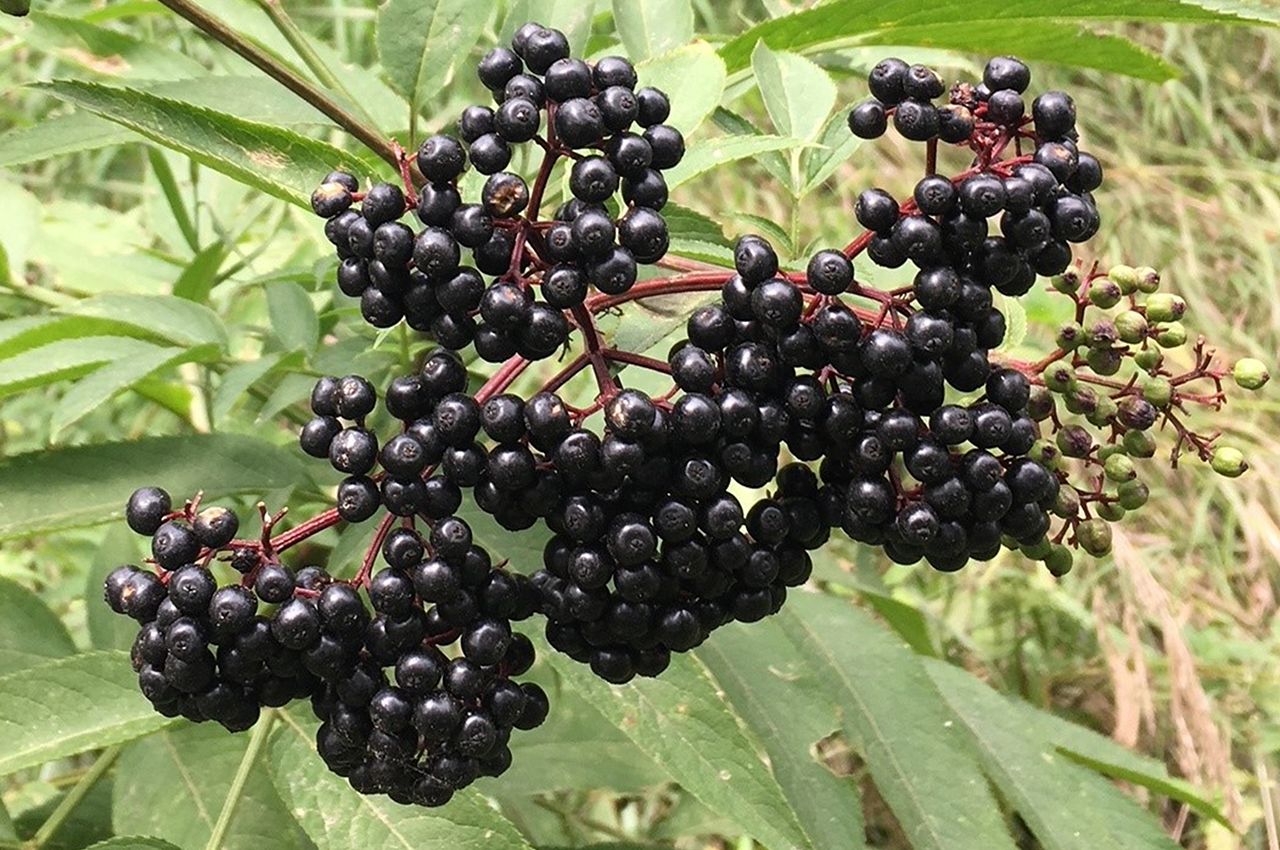 Black elderberry red elderberry attich